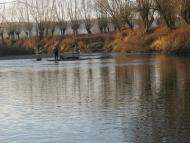 Золота Липа з panoramio.com