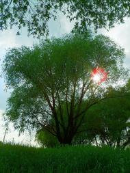 Біле з panoramio.com