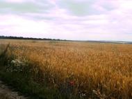 Травневе з panoramio.com