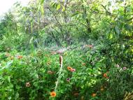 Ванчиківці з panoramio.com