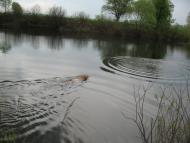 Зазим'я з panoramio.com