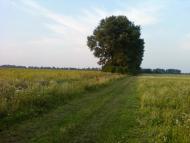 Рівнинне з panoramio.com