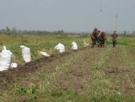 Пиняни з panoramio.com