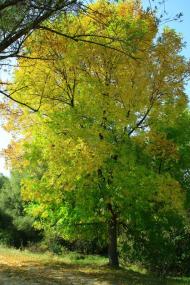 Тарасівка з panoramio.com