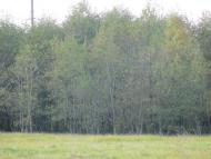 Лаврики з panoramio.com