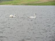 Довжок з panoramio.com