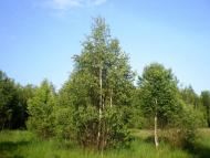 Веснянка з panoramio.com