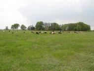 Сираї з panoramio.com