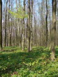 Вишнів з panoramio.com