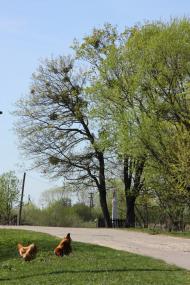 Бужок з panoramio.com