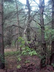 Коцюри з panoramio.com