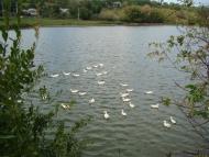 Ребедайлівка з panoramio.com