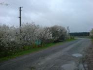 Єлівка з panoramio.com