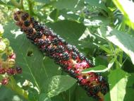 В минулому дикорослі.