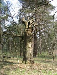 Андріївка з panoramio.com