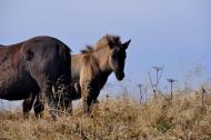 Кічерний з panoramio.com - Кічерний