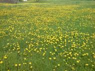 Єлівка з panoramio.com