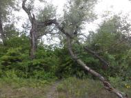 Перегоновка - Последние фото