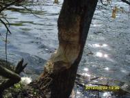 Сонячне з panoramio.com