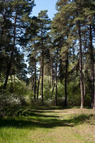 Козлин з panoramio.com