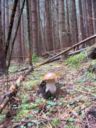 Вишків з panoramio.com - Vyshkiv