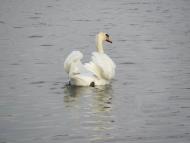 Довжок з panoramio.com