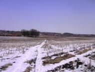 Травневе з panoramio.com