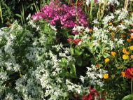 Іванопіль з panoramio.com