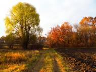 Новооріхівка з panoramio.com