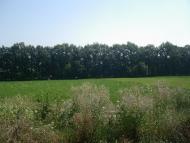 Тарасівка з panoramio.com