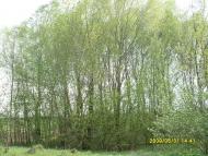 Макарівщина з panoramio.com