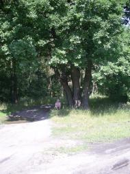 Бушеве з panoramio.com - Бушево