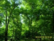 Балахівка з panoramio.com