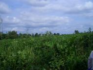 Алтинівка з panoramio.com