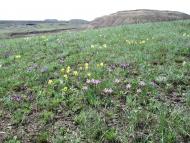 Вільхівка з panoramio.com