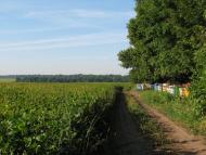 Рибчинці з panoramio.com