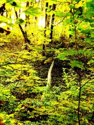 Майданецьке з panoramio.com - Maydanetske