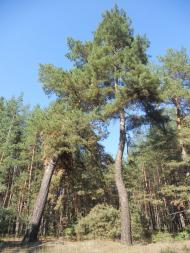 Хащеве з panoramio.com