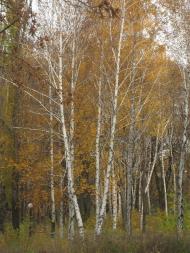 Мар'їнка з panoramio.com