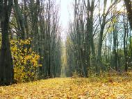 Новооріхівка з panoramio.com