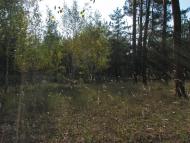 Жирки з panoramio.com