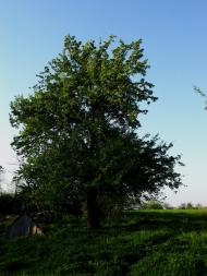 Майданецьке з panoramio.com - Maydanetske