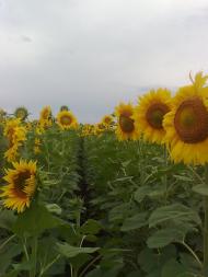 Шепелівка з panoramio.com