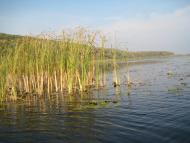 Сенькове з panoramio.com