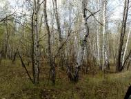 Кицівка з panoramio.com