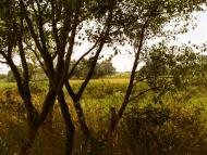 Залізниця з panoramio.com