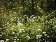 Коцюри з panoramio.com