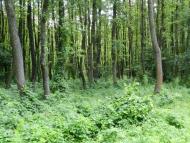 Турійськ з panoramio.com - Турийск