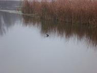 Комсомольське з panoramio.com