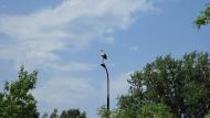 Зеленівка з panoramio.com